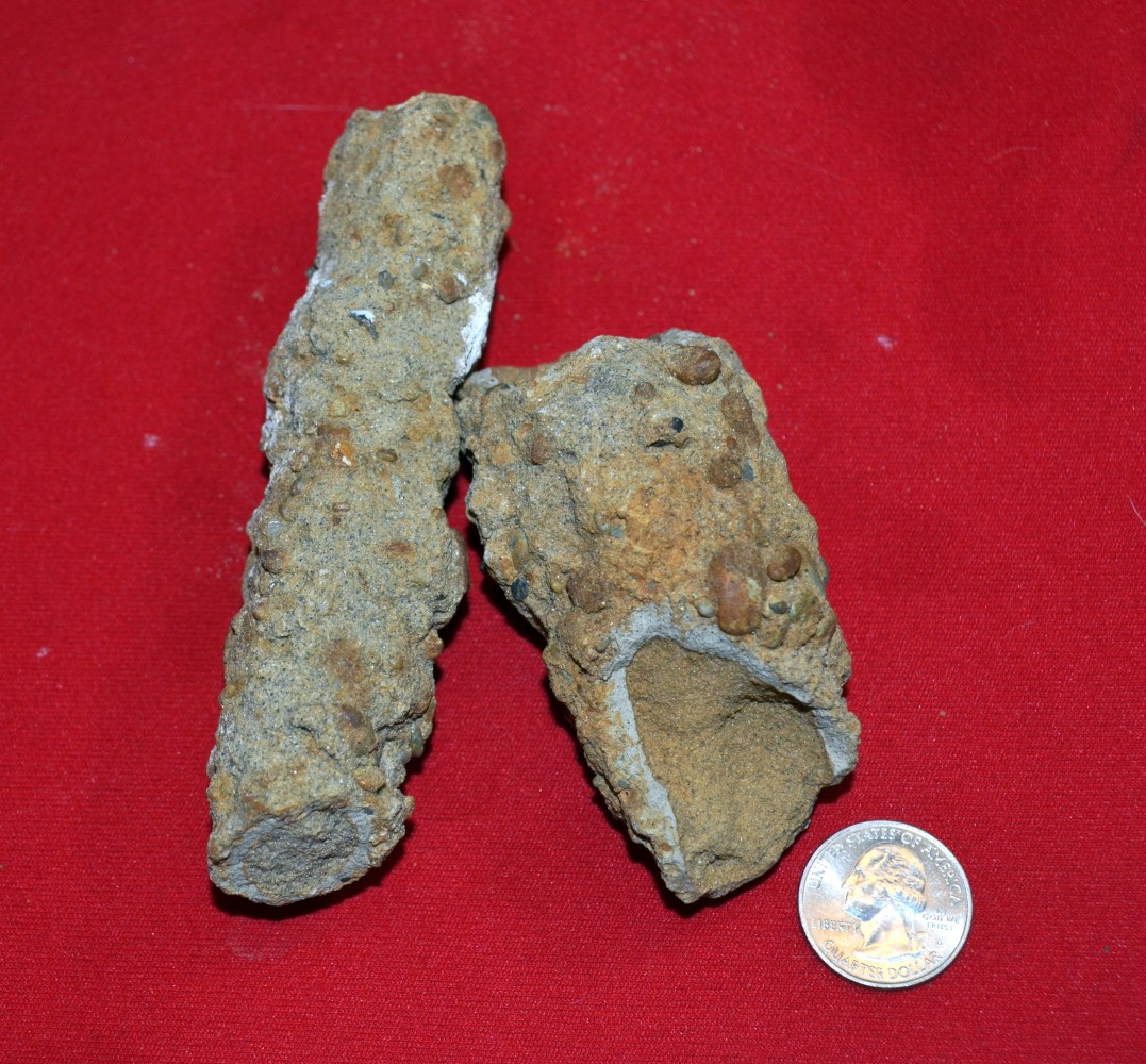 Glossary of Trace Fossils Terms
