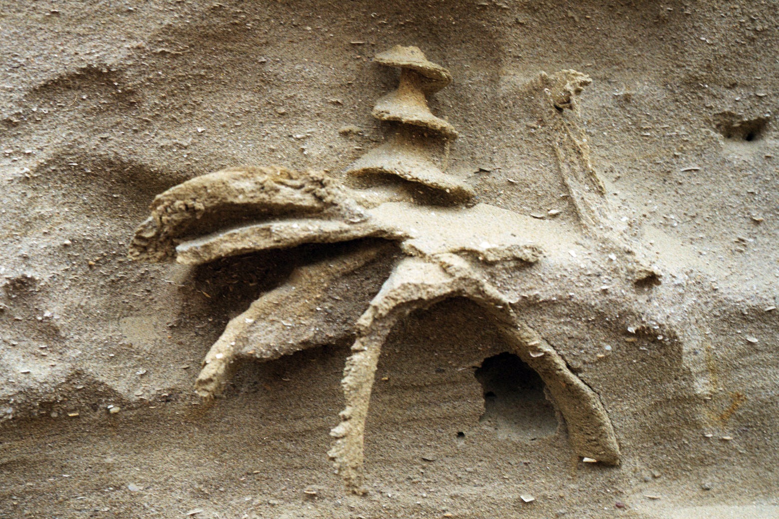 Zoophycos Alchetron The Free Social Encyclopedia